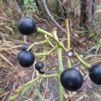 <i>Cissus heyneana</i>  Steud.